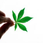 Buy the weed in Bordeaux image_202.jpg