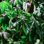 420 shop in Romania image_211.jpg