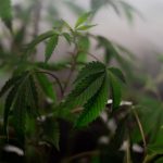 Buy weed in Vilnius image_221.jpg