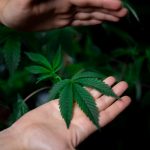 THC weed in Edinburgh image_253.jpg