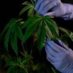 THC weed in Glasgow image_309.jpg