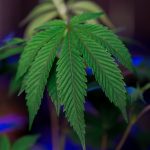 Marijuana store in Greece image_314.jpg