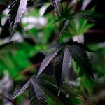 Cannabis delivery in Karlsruhe image_316.jpg