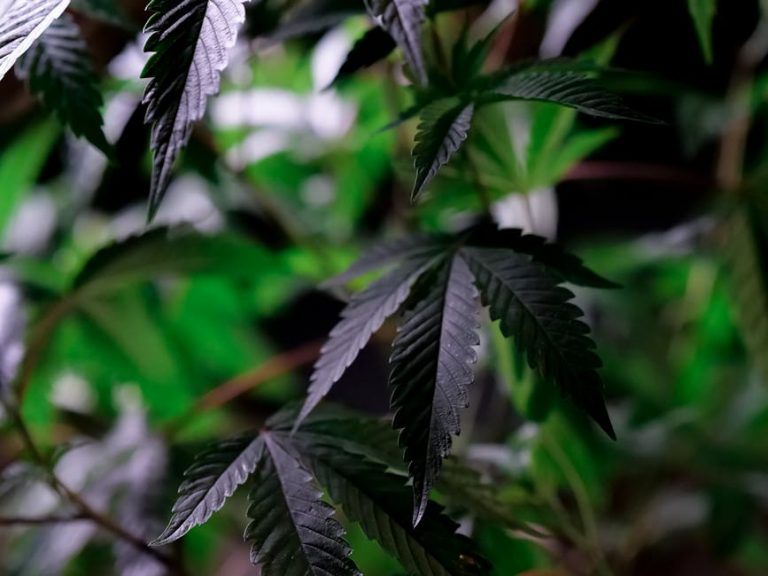 Cannabis delivery in Karlsruhe