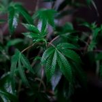 Buy hashish in Sheffield image_317.jpg