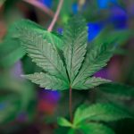 Buy hashish in France image_375.jpg