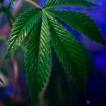Buy THC marijuana in Lublin image_376.jpg