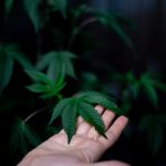 420 store in Sheffield image_446.jpg