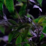 Marijuana shop in Essen image_454.jpg