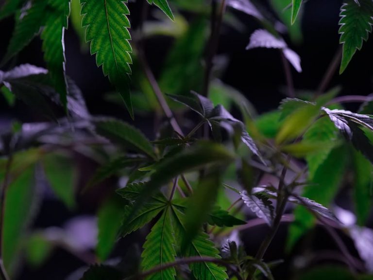 Marijuana shop in Essen