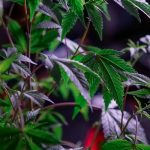 Weed shop in Slovenia image_455.jpg