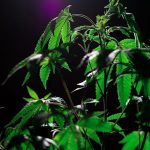 Marijuana shop in Marbella image_460.jpg