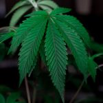 THC vapes delivery in Barcelona image_529.jpg