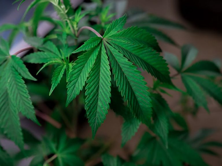 Weed delivery in Bordeaux