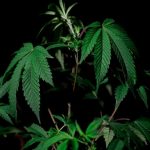 Marijuana delivery in Lublin image_570.jpg