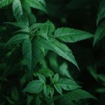 Buy THC cannabis in Siracusa image_612.jpg