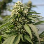 Marijuana delivery in Bratislava image_613.jpg