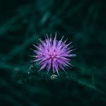 Marijuana store in Bologna image_648.jpg