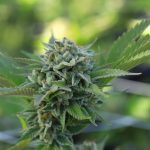 Buy THC cannabis in Luxembourg image_649.jpg