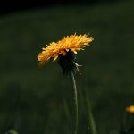 Buy cannabis in Bydgoszcz image_659.jpg