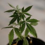 THC weed in Palma de Mallorca image_663.jpg