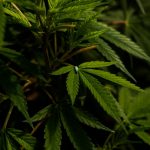 Buy cannabis in Sheffield image_668.jpg