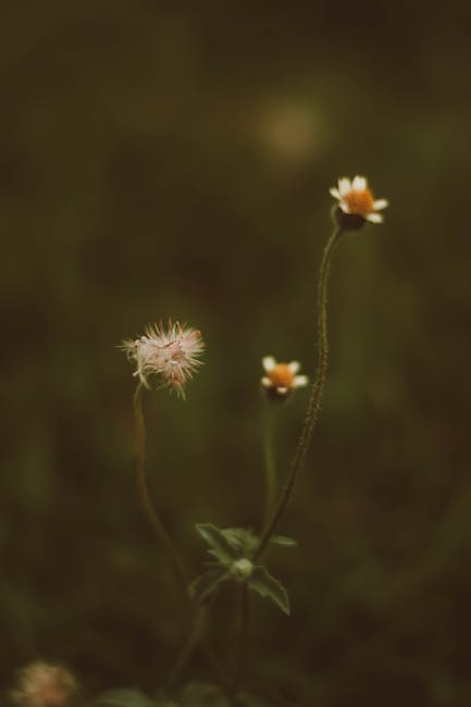 Buy THC vapes in Brno