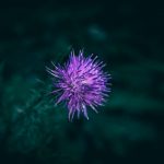 Buy the weed in Karlsruhe image_715.jpg