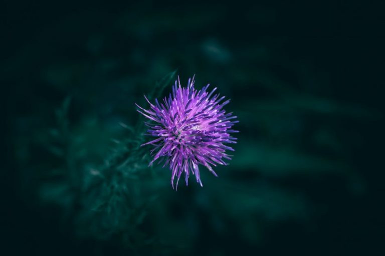 Buy the weed in Karlsruhe