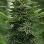 THC vapes delivery in Slovakia image_749.jpg