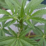 Marijuana shop in Las Palmas image_774.jpg