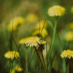 Buy cannabis in Belgrade image_780.jpg