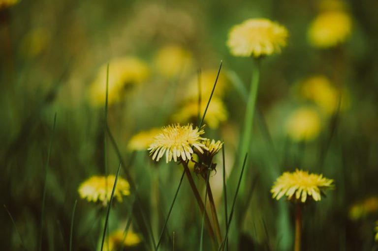 Buy cannabis in Belgrade