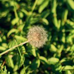 Weed delivery in Seville image_791.jpg