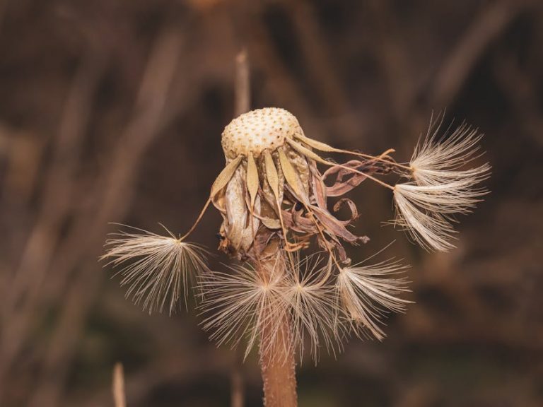 Weed delivery in Amsterdam