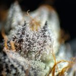 420 shop in Glasgow image_794.jpg