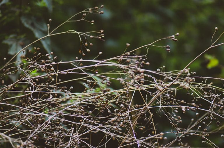 Cannabis store in Bilbao