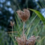 Cannabis delivery in Vila Nova de Gaia image_807.jpg