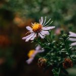 Buy the weed in Mannheim image_828.jpg