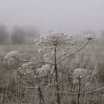 Buy THC cannabis in Düsseldorf image_831.jpg