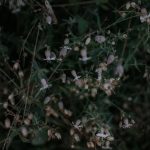 Cannabis store in Liverpool image_834.jpg