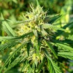 THC vapes delivery in Bydgoszcz image_847.jpg