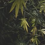 Weed store in Salzburg image_858.jpg