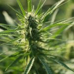 Marijuana shop in Timisoara image_873.jpg