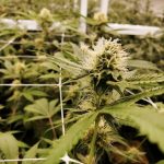 Buy THC cannabis in Pozna image_878.jpg