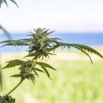 Cannabis store in Copenhagen images10.jpg