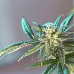 Buy THC cannabis in Monte Carlo images11.jpg