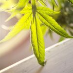 Buy hashish in Naples images13.jpg