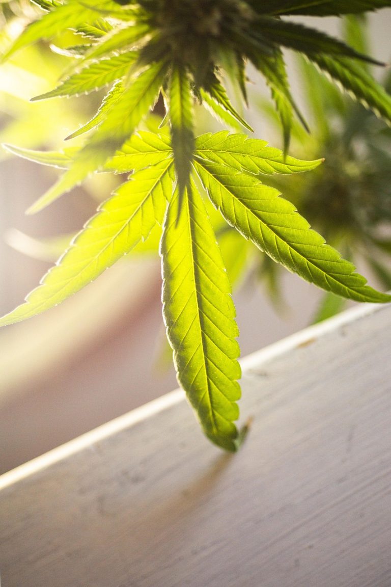 Buy hashish in Naples