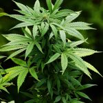 Buy the weed in Tallinn images47.jpg